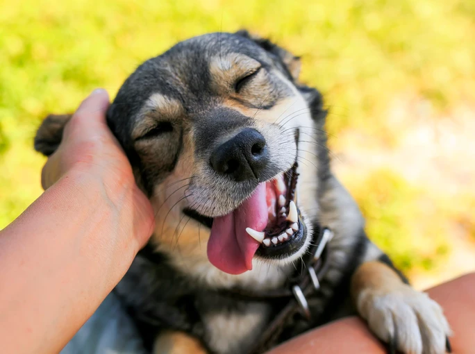 Happy dog enjoying affection, illustrating the importance of pet safety and well-being in the context of electrical hazards.